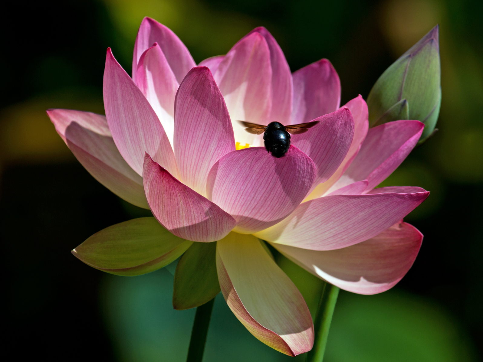 Carpenter Lotus
