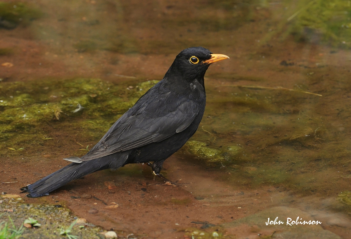 Blackbird