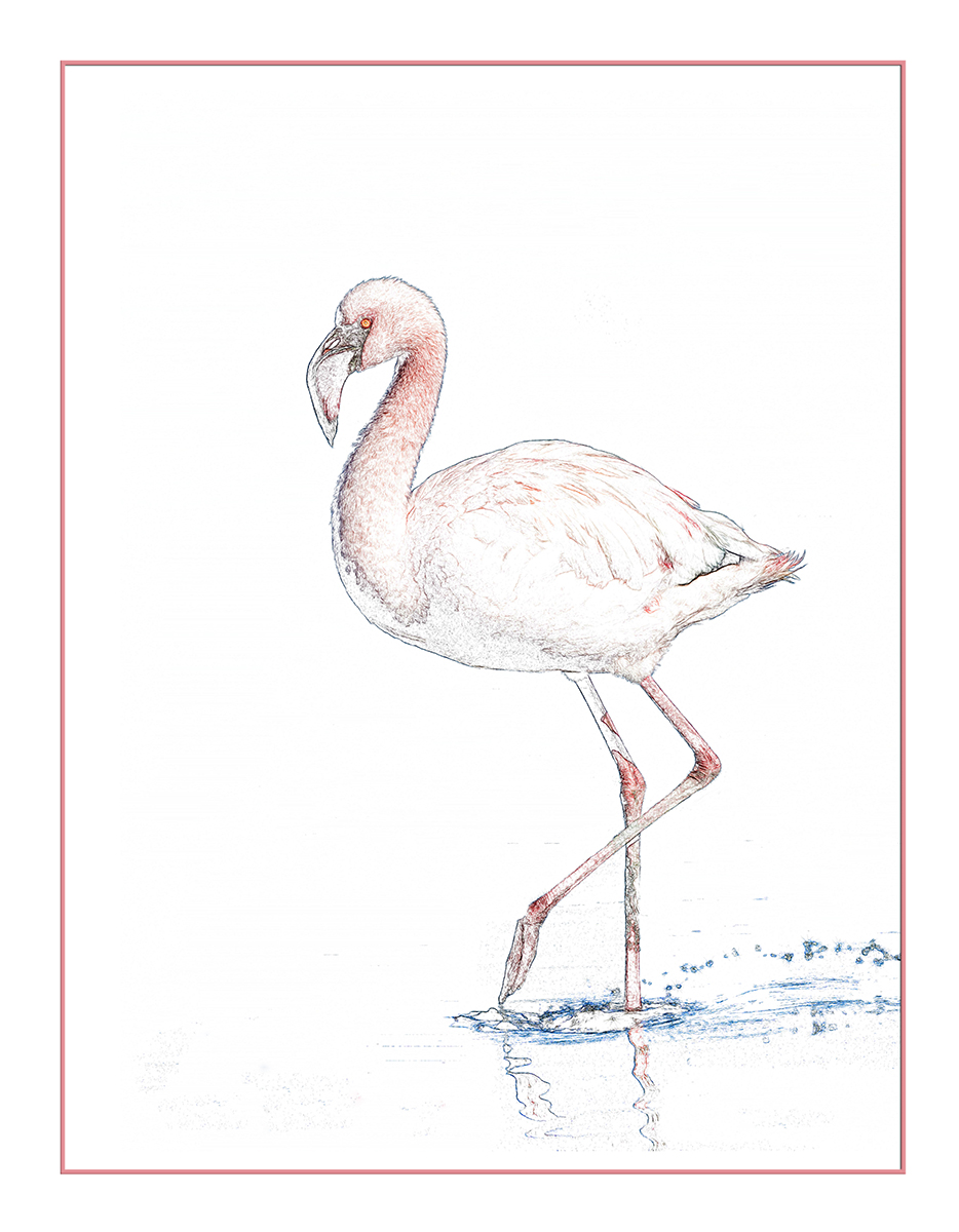 Flamingo Sketch