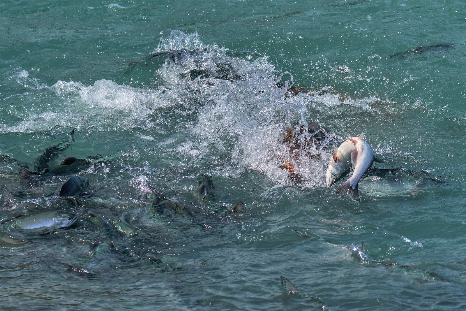 Drama at the Hatchery