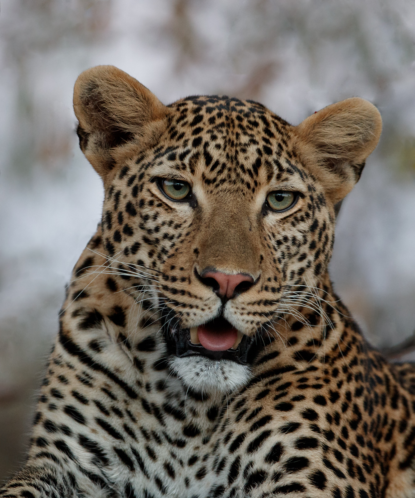 Handsome Young Male