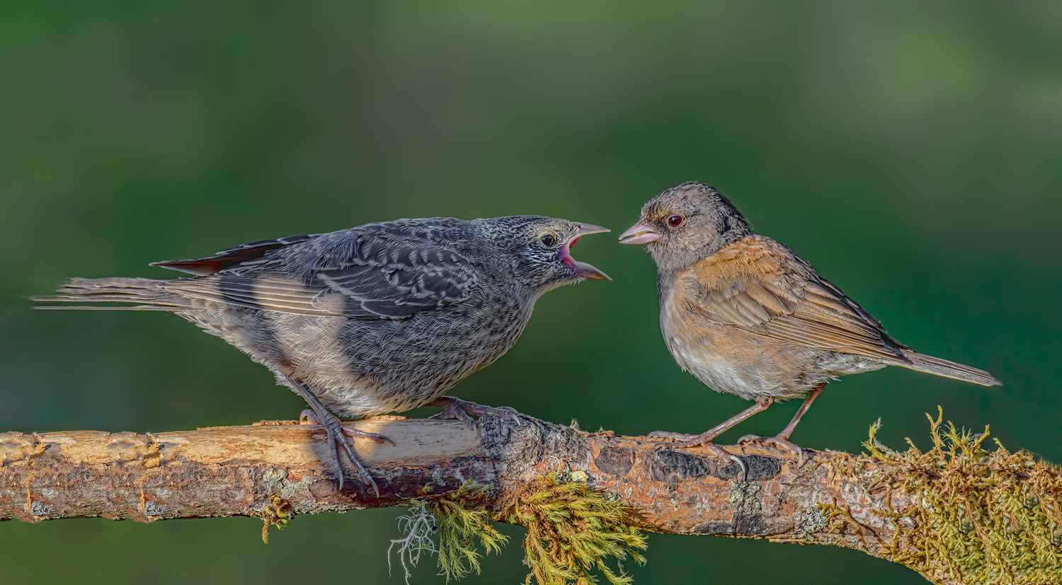 Feeding time & RP