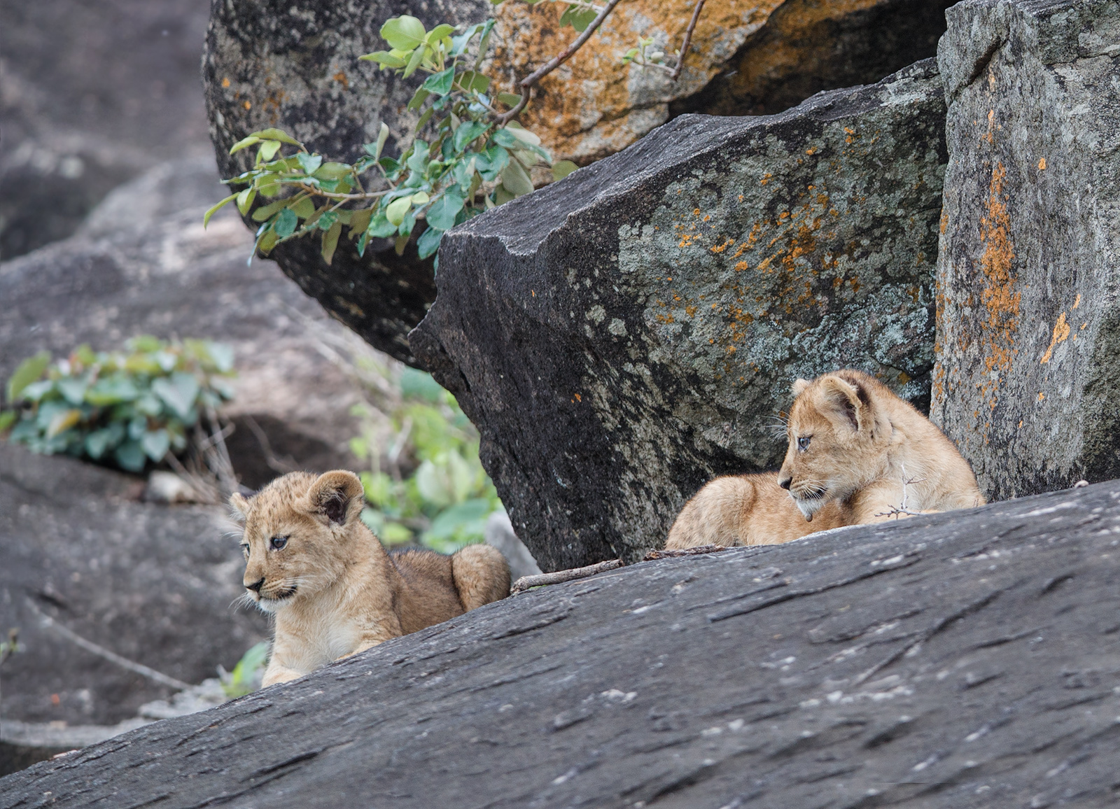Very Young Cubs
