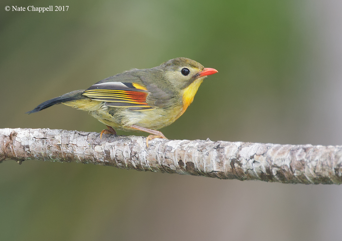 Red-billed Leiothrix