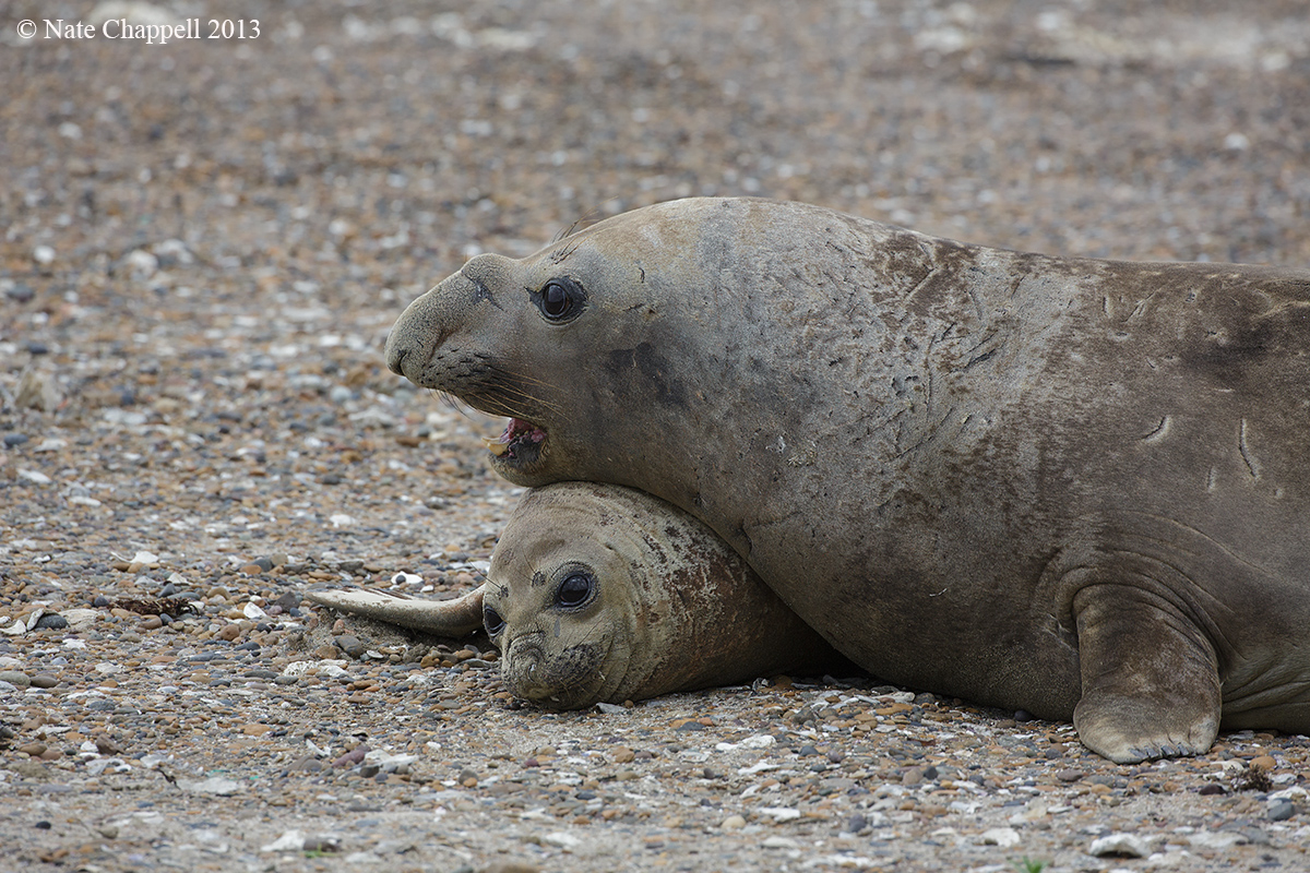 Elephant Seal Excuse Me