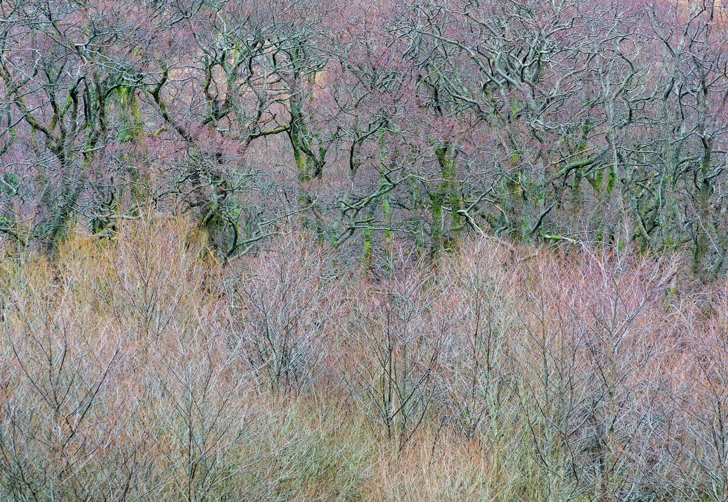 Tapestry