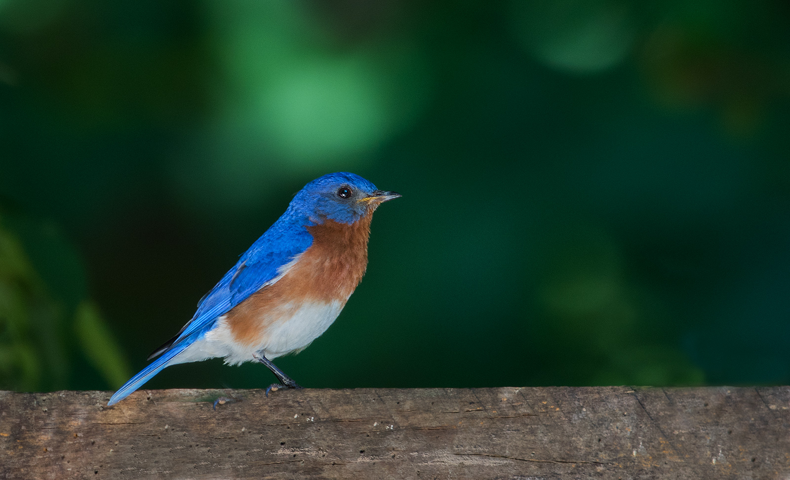 Eastern Bluebird 2-redo