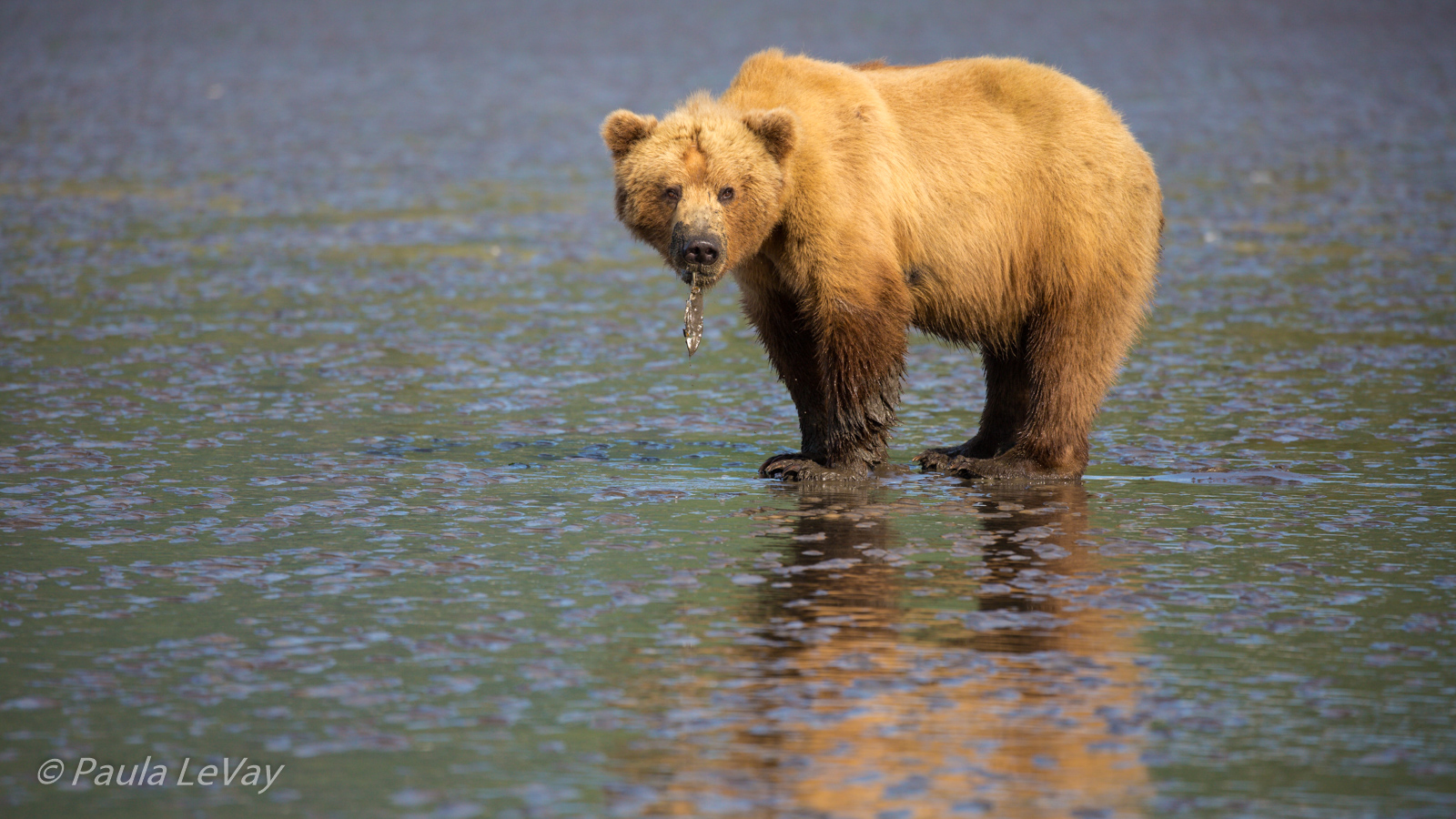 Brown Bear & Clam