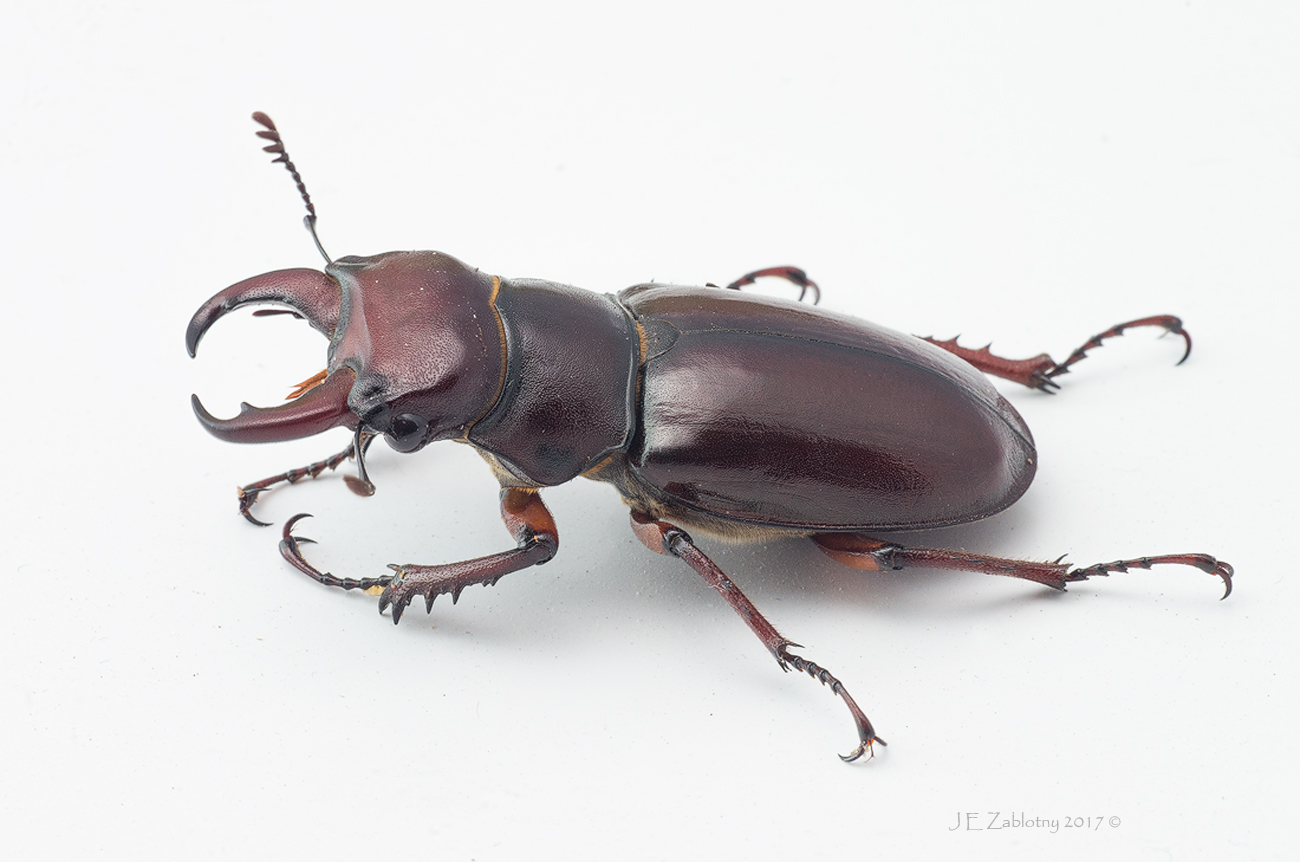 High Key Stag Beetle