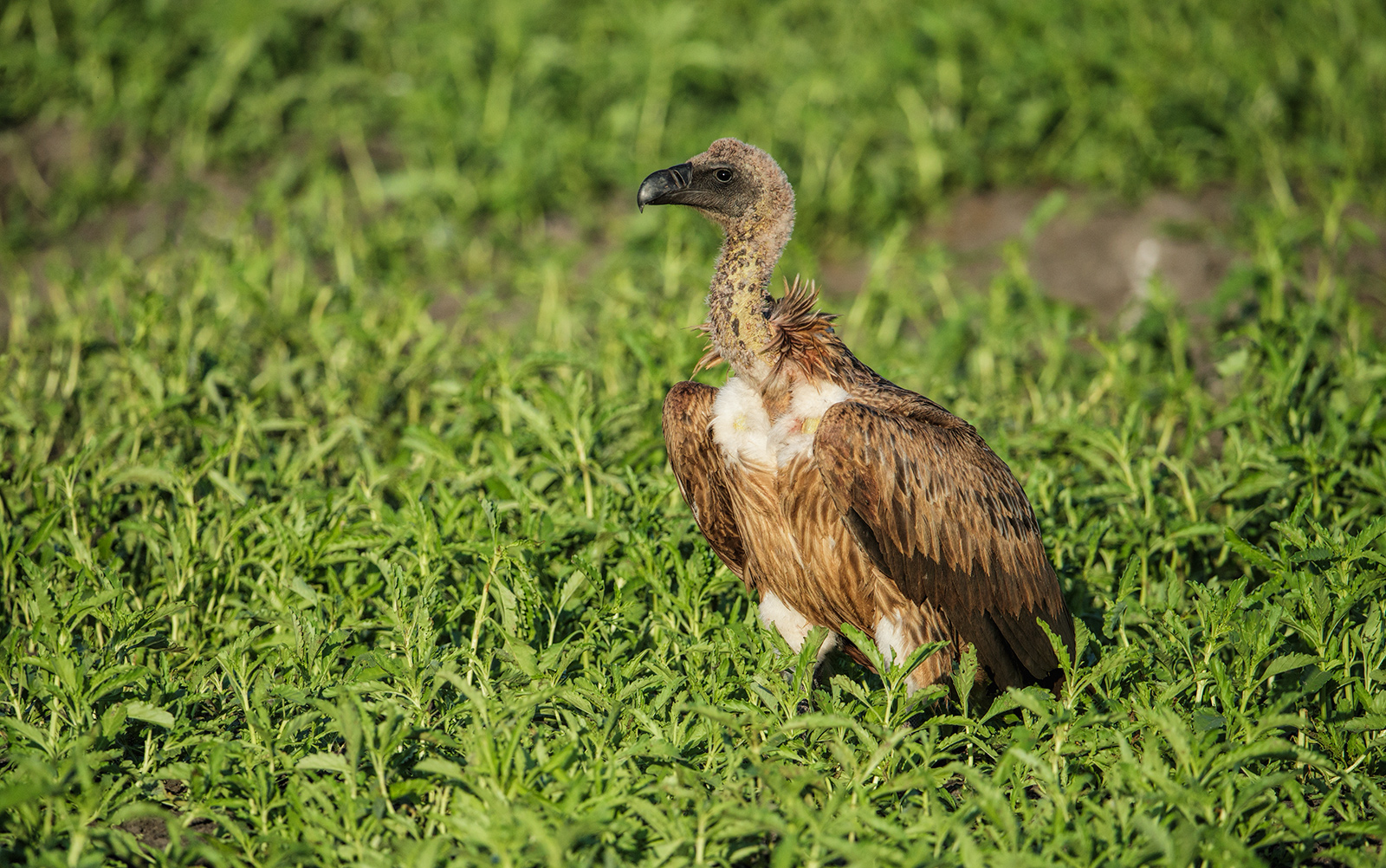 White Backed Vulture