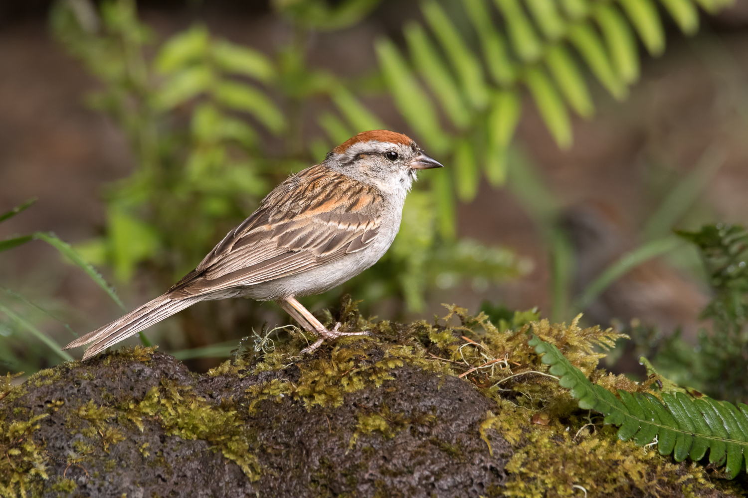 Chipping Sparrow