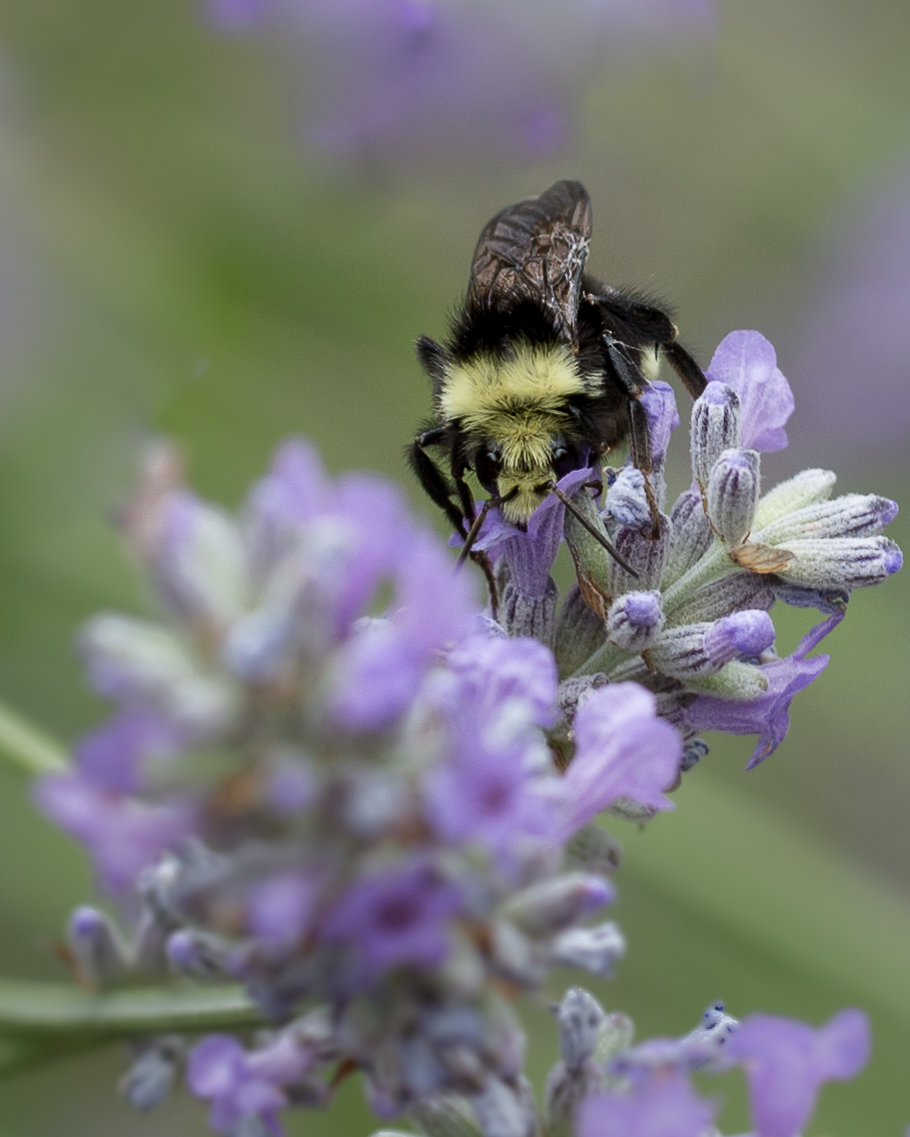 Lavendar Bumble + Repo