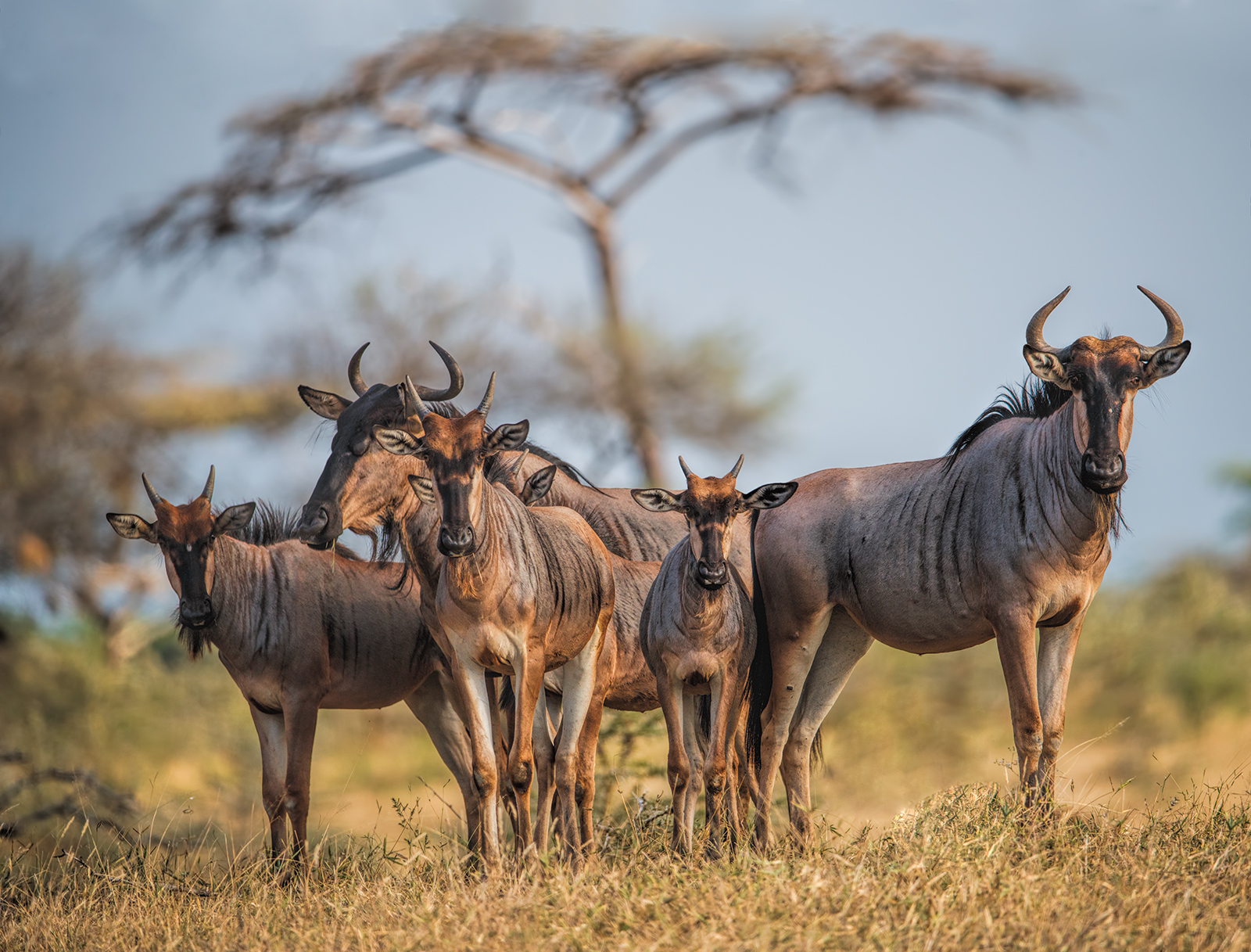 Brindled Gnu