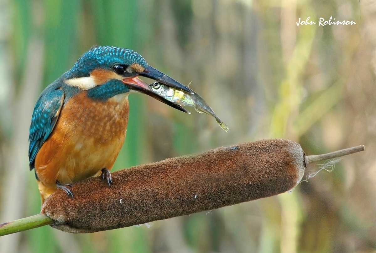 Kingfisher