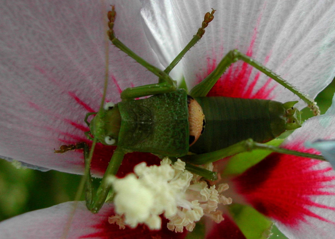 Grasshopper on flower