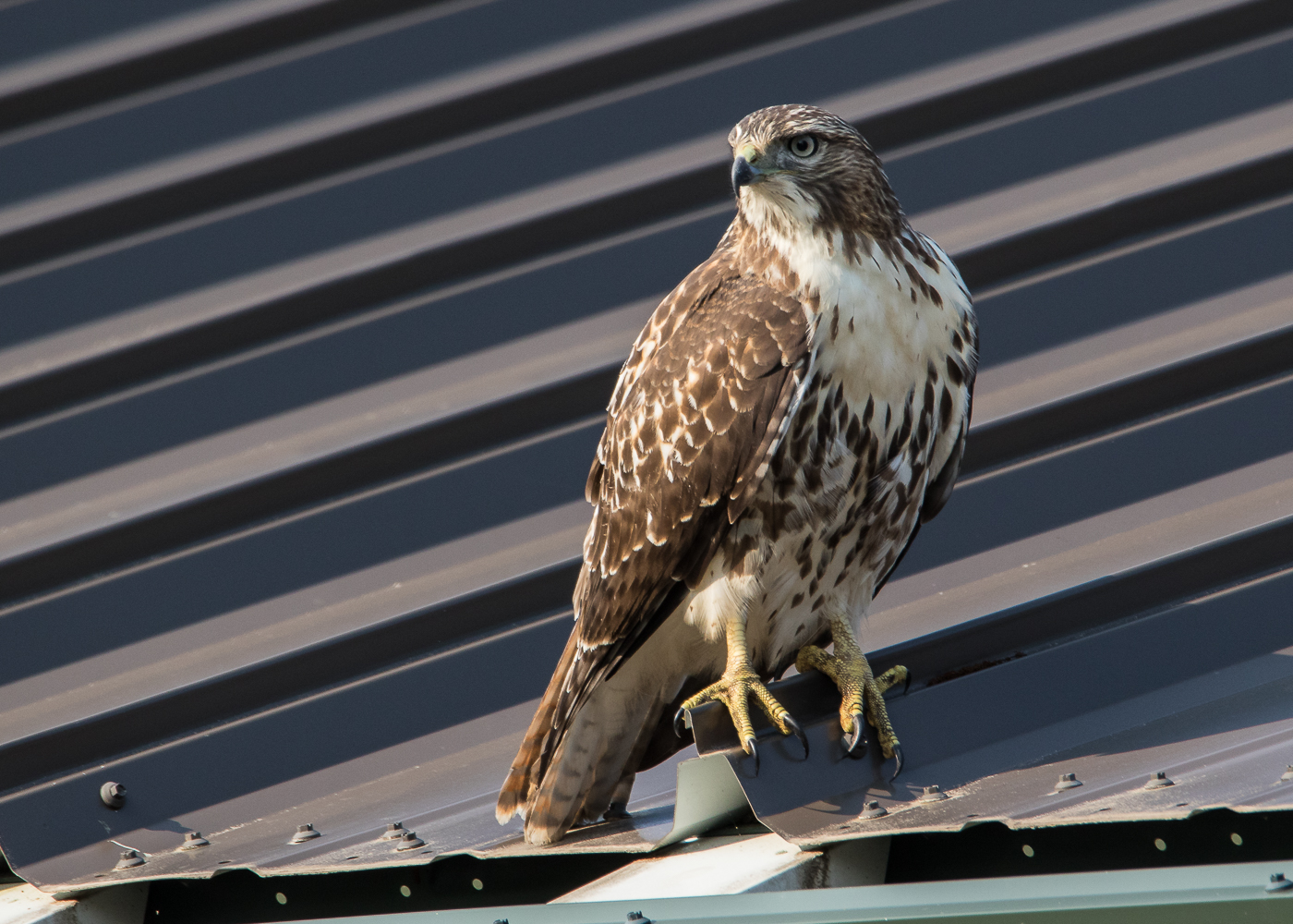 Bird on a hot tin roof