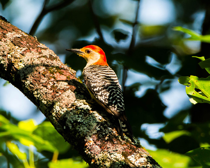 Tennessee Wood Pecker