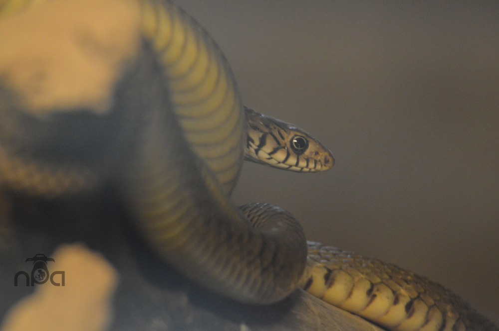 The Rat Snake