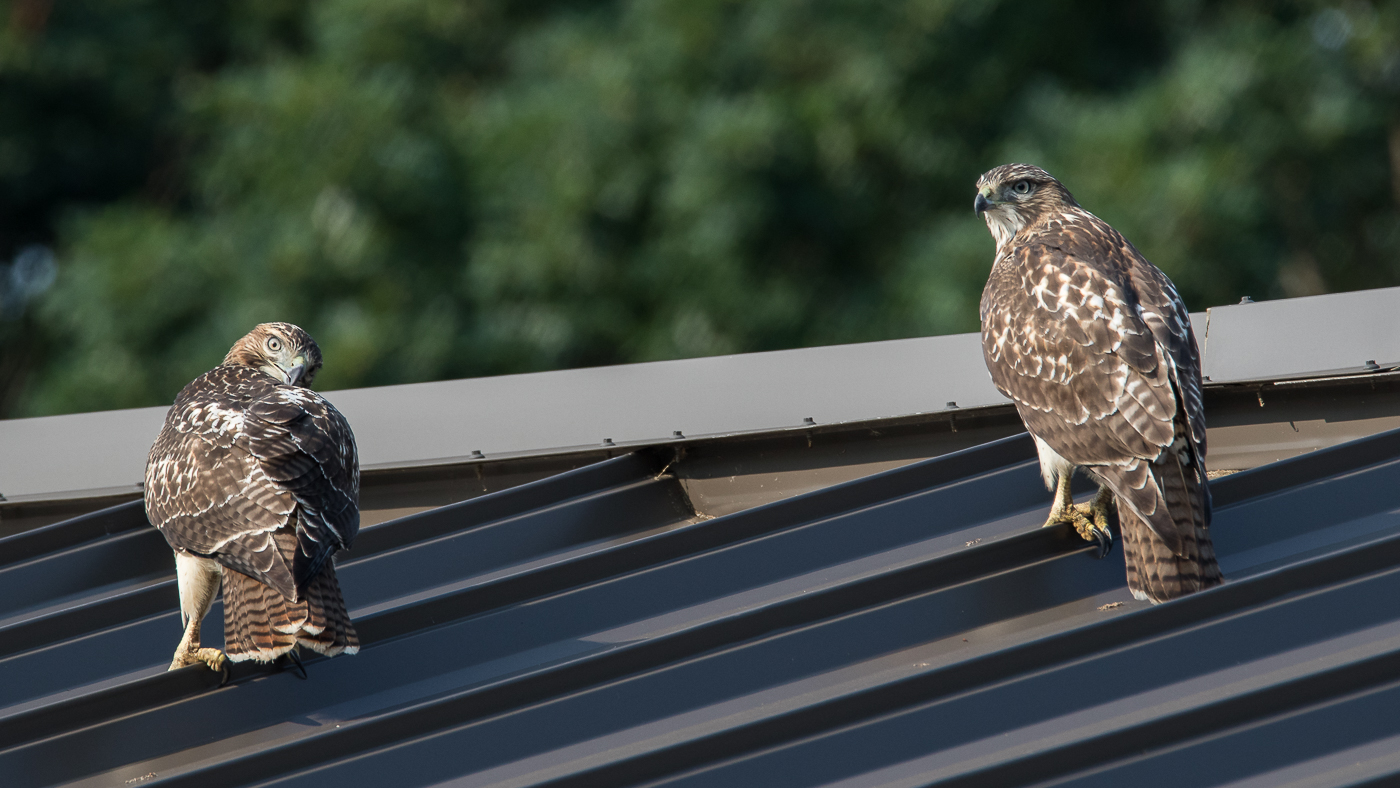 Bird on a hot tin roof 2