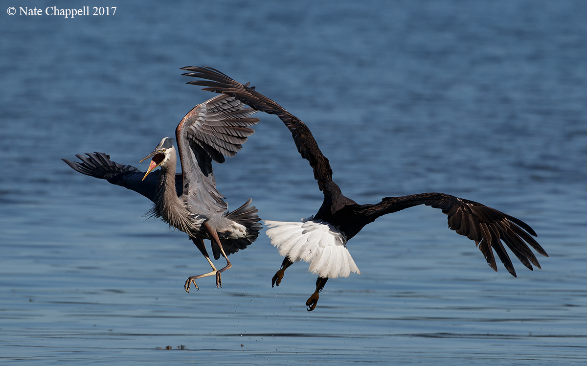 Uh Oh!  Heron and Eagle 