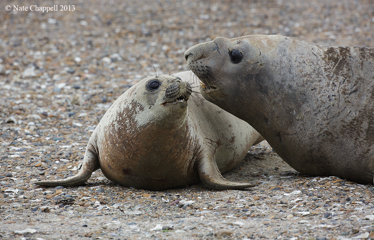 Southern Elephant Seals 