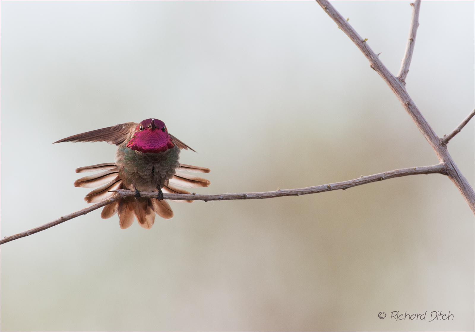 Anna's Hummingbird