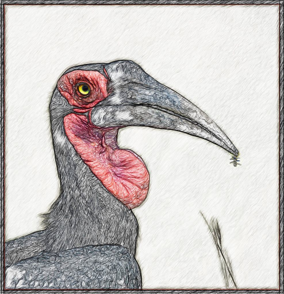 Southern Ground Hornbill
