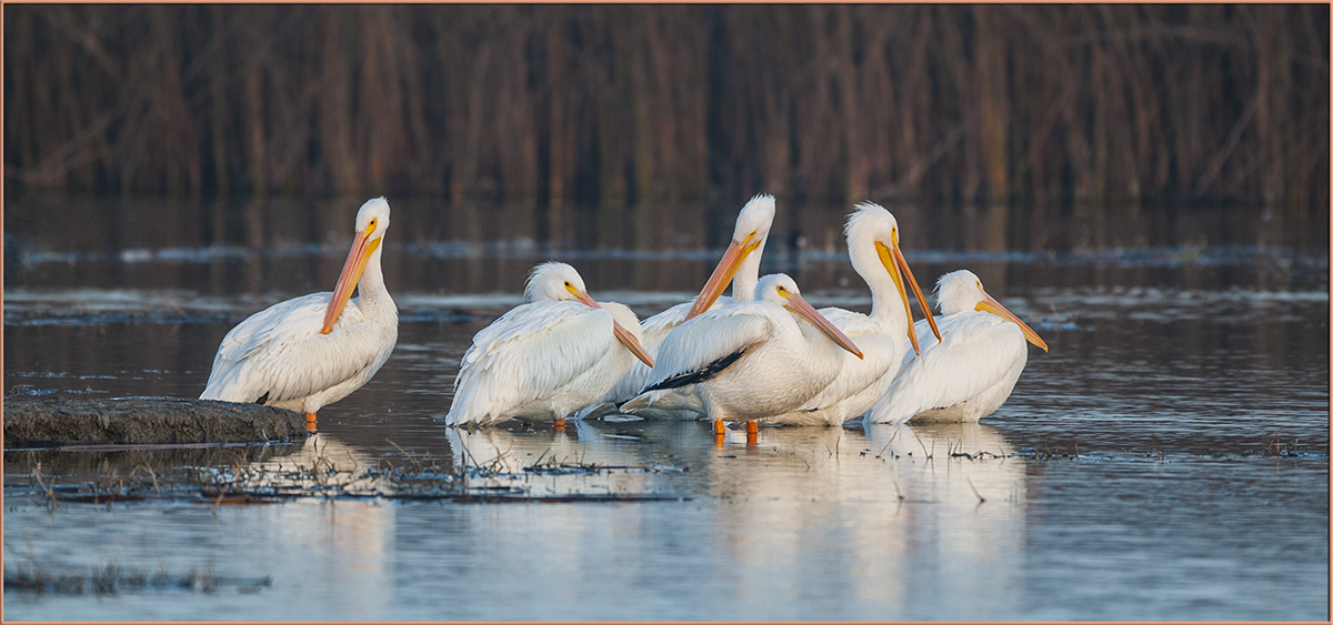 White Pelicans