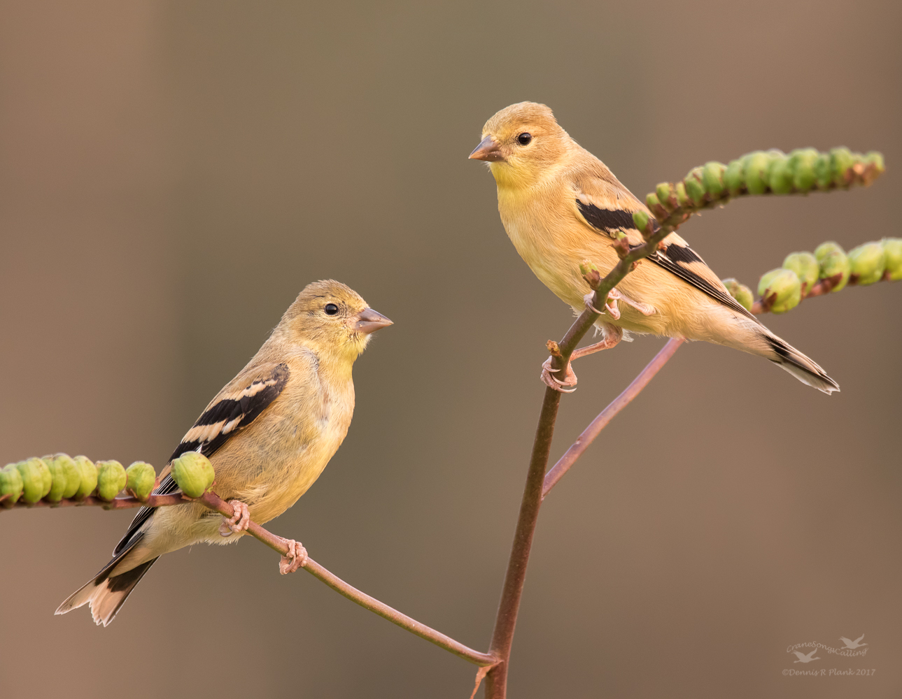Juvenile Goldfinches