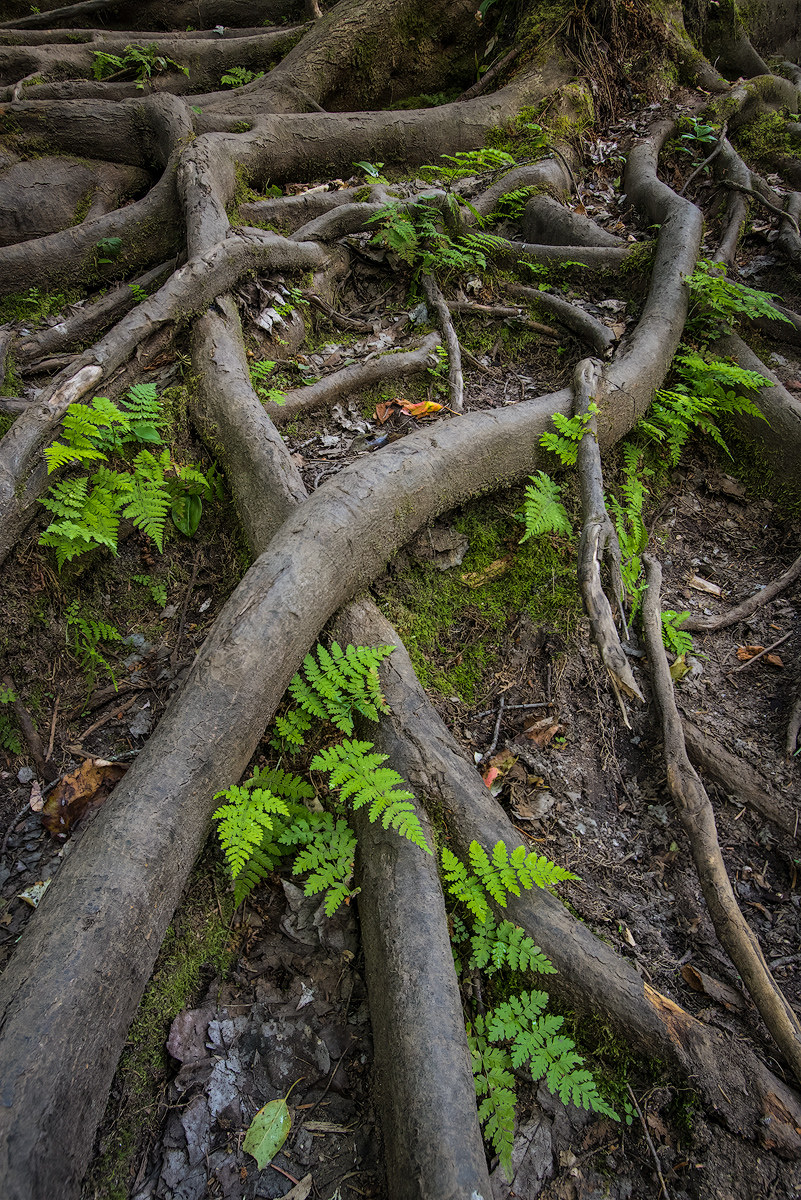 Serpents in the garden.