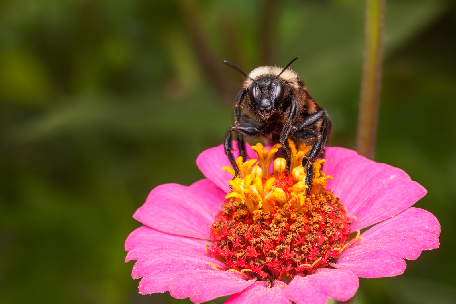 One Serious Bee