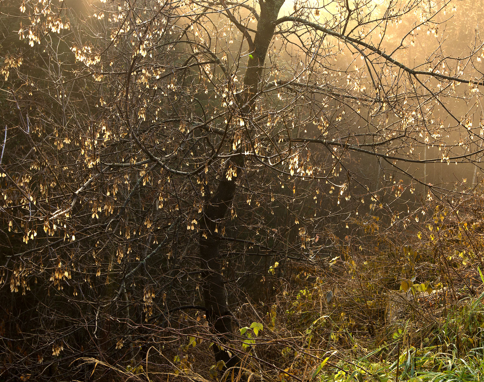 November Fog