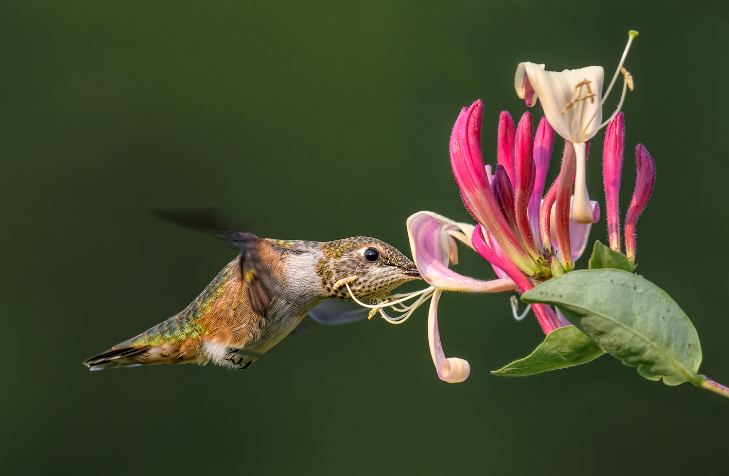 Rufous with Honeysuckle