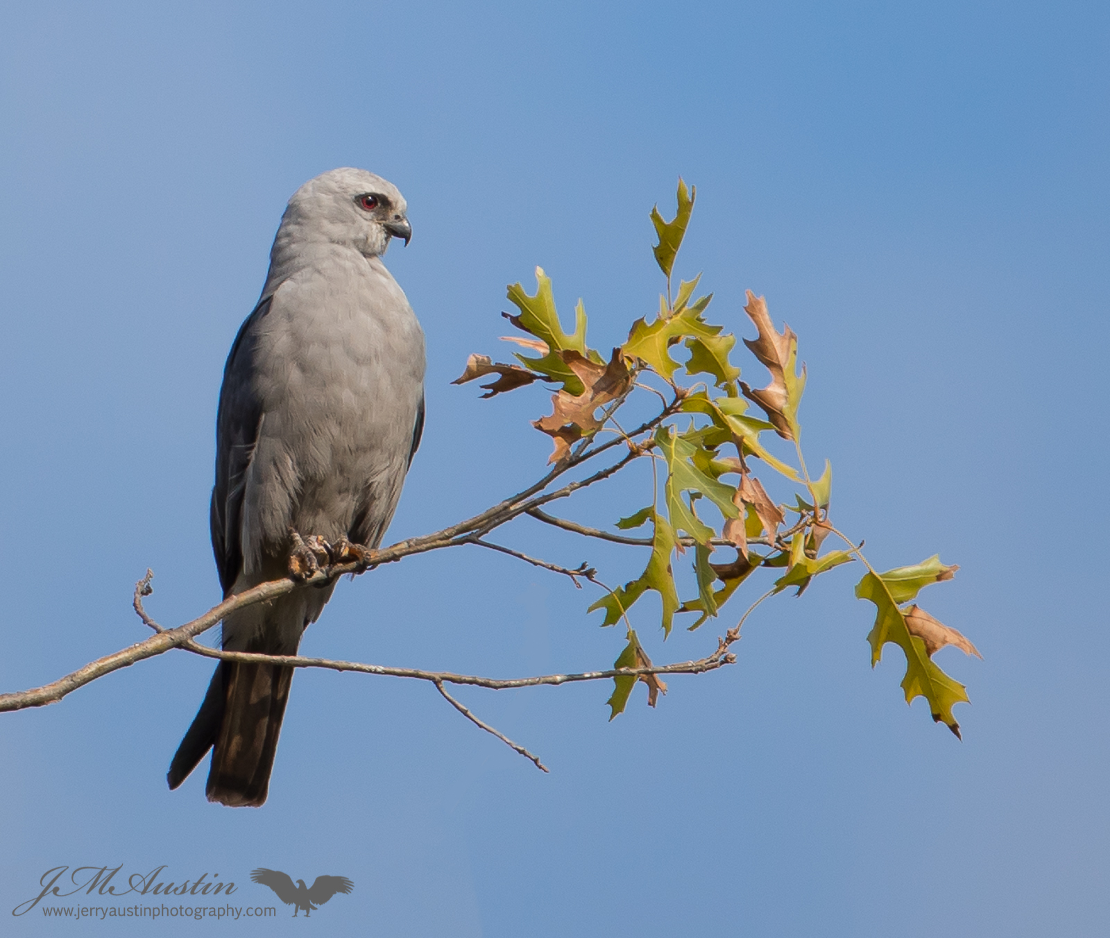 Regal Kite