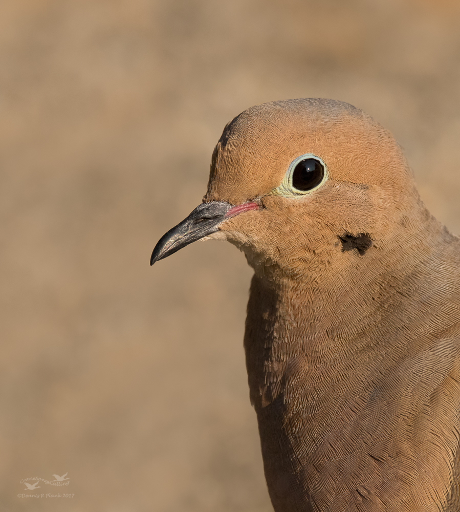 Mourning Dove