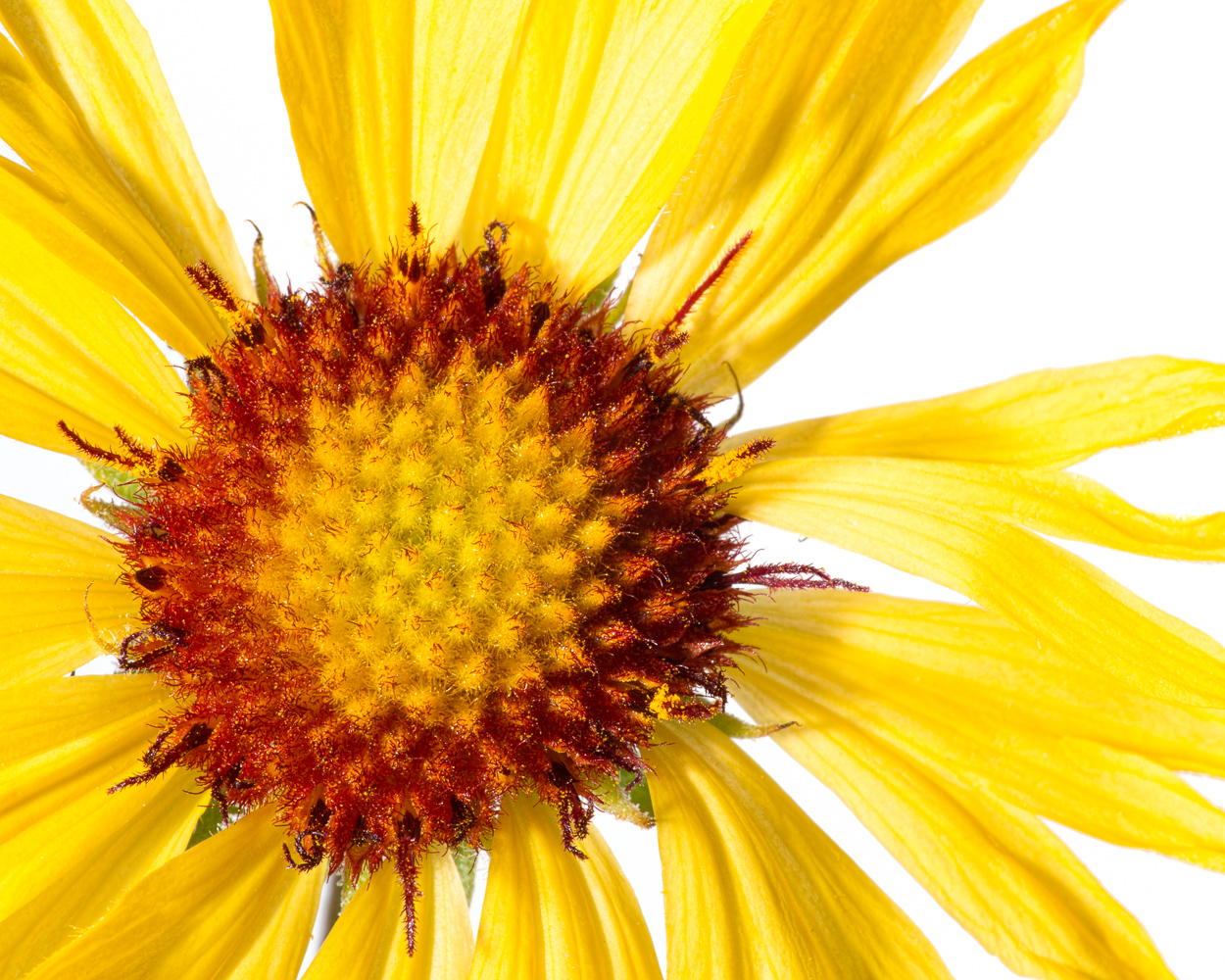 Brown-eyed Susan