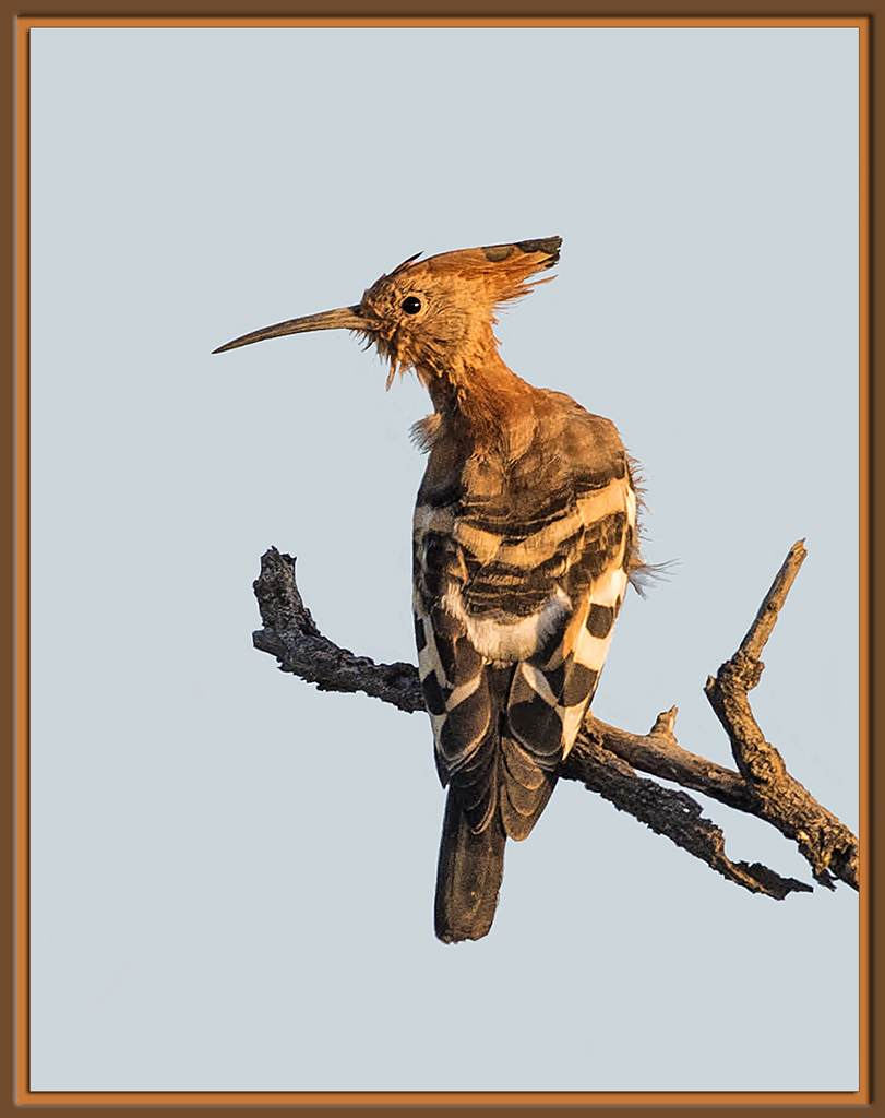 African Hoopoe
