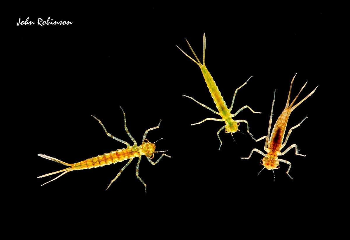 Damselfly Larvae