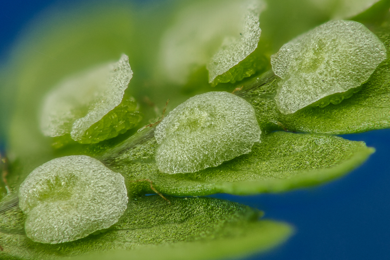 Sporangia