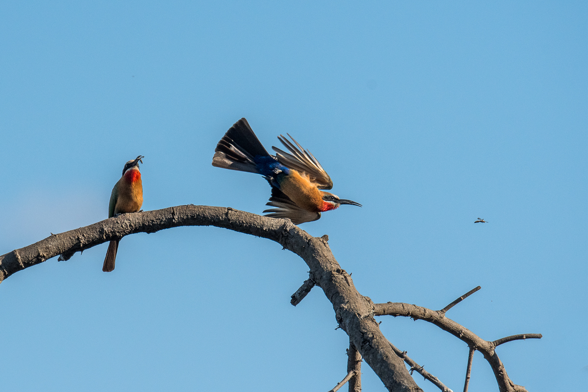  Bee Eaters + Bug