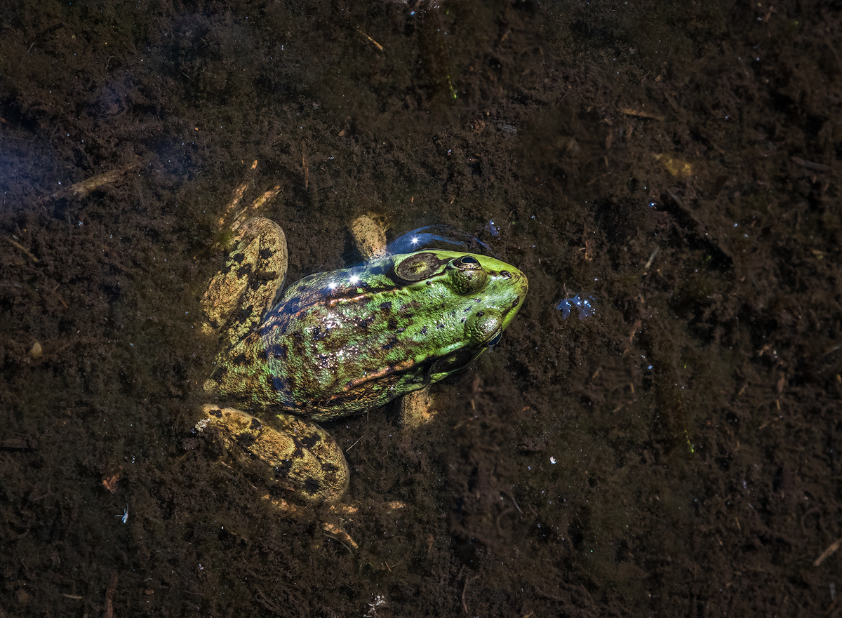 Frog in the mud.