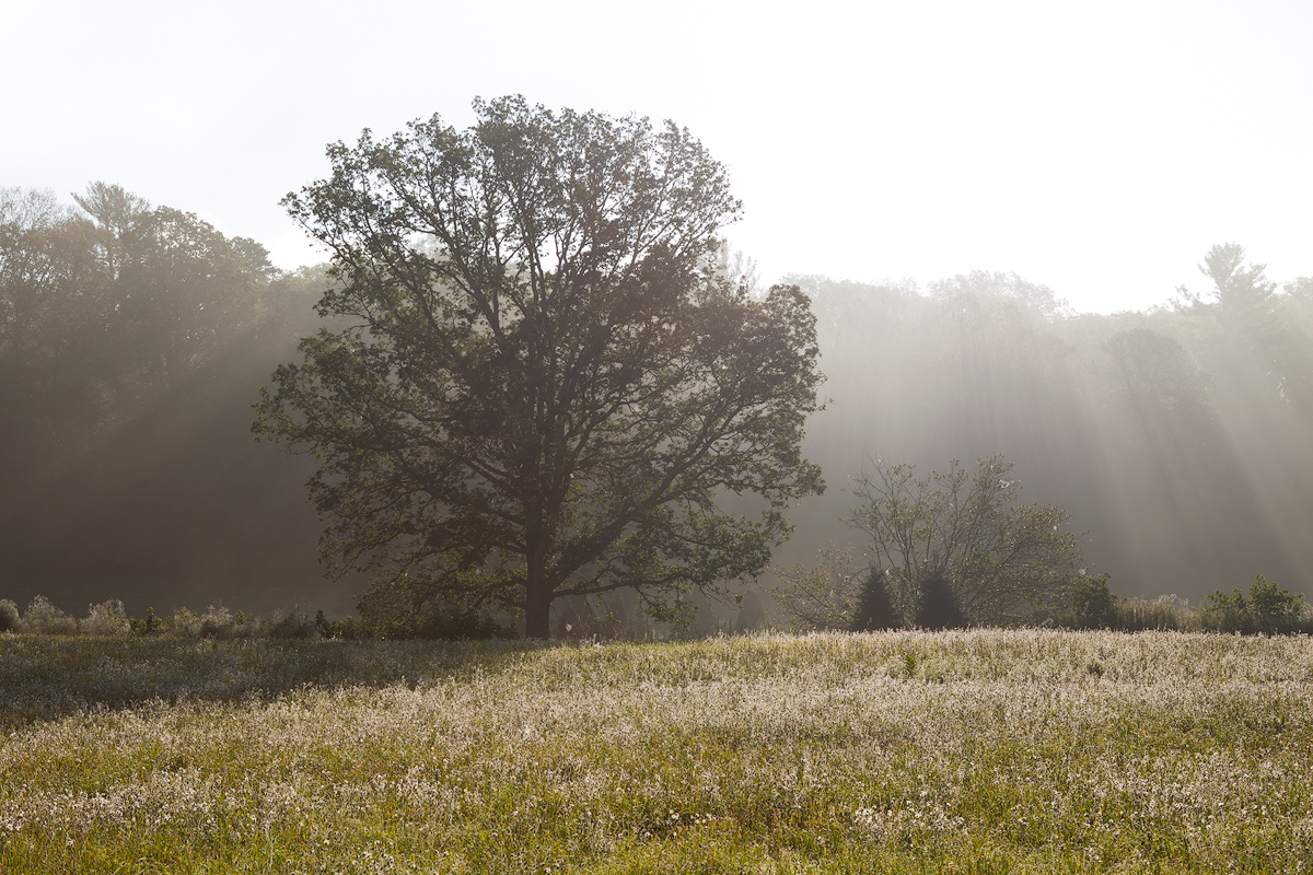 Foggy Morning 2