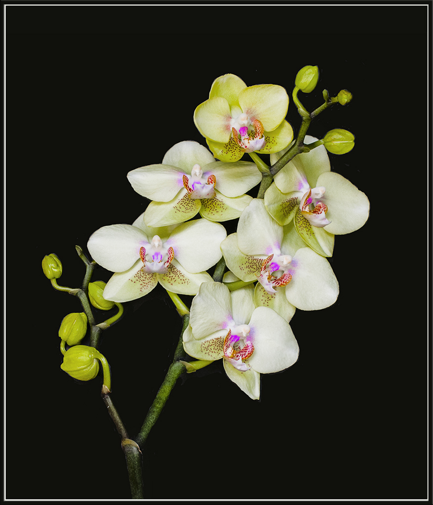 Orchid #23