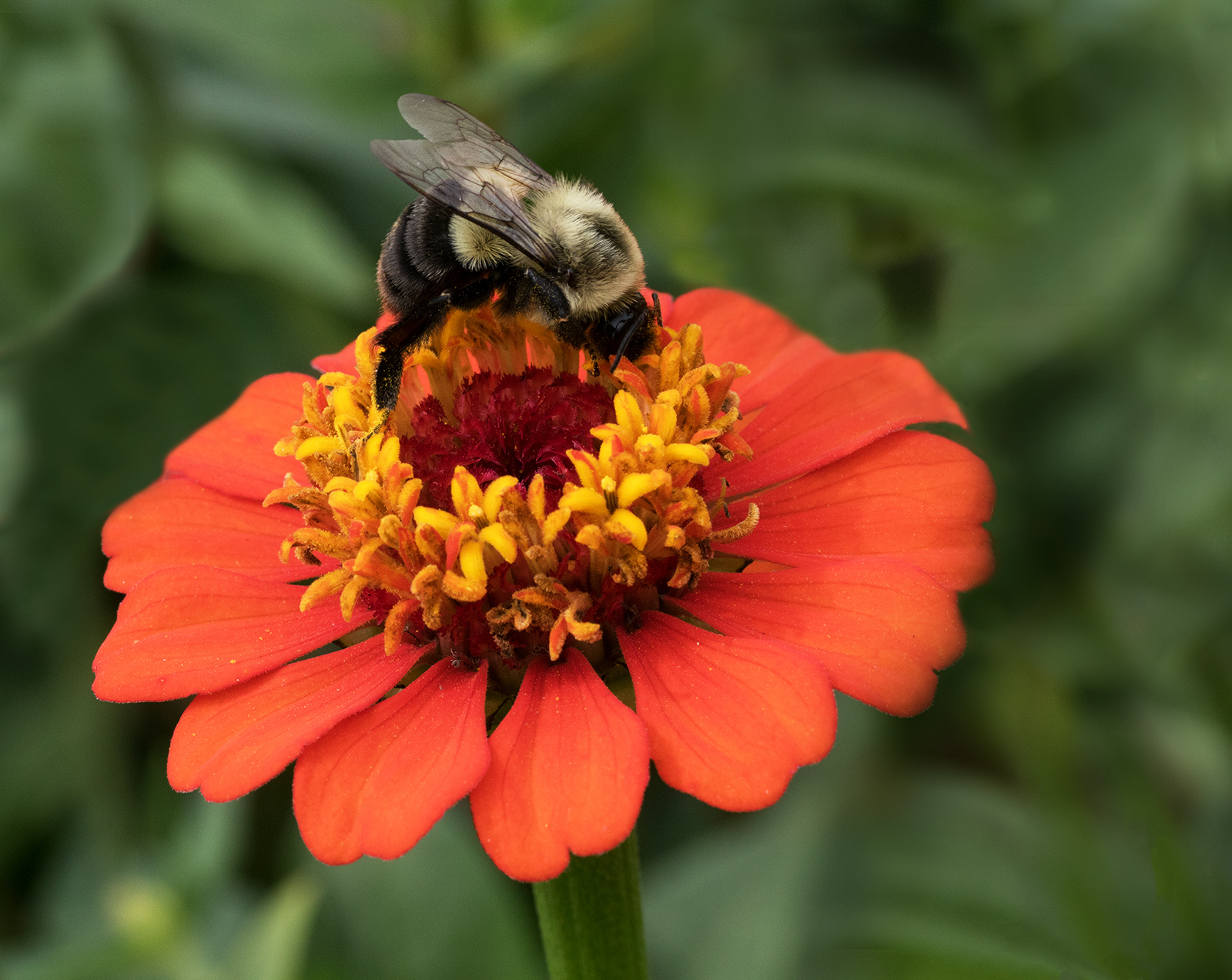 Zinnia & Bee