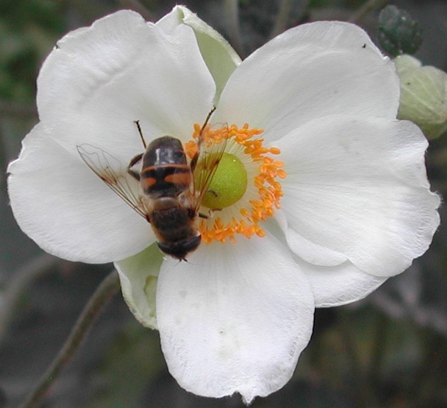 Bumble Bee chance shot