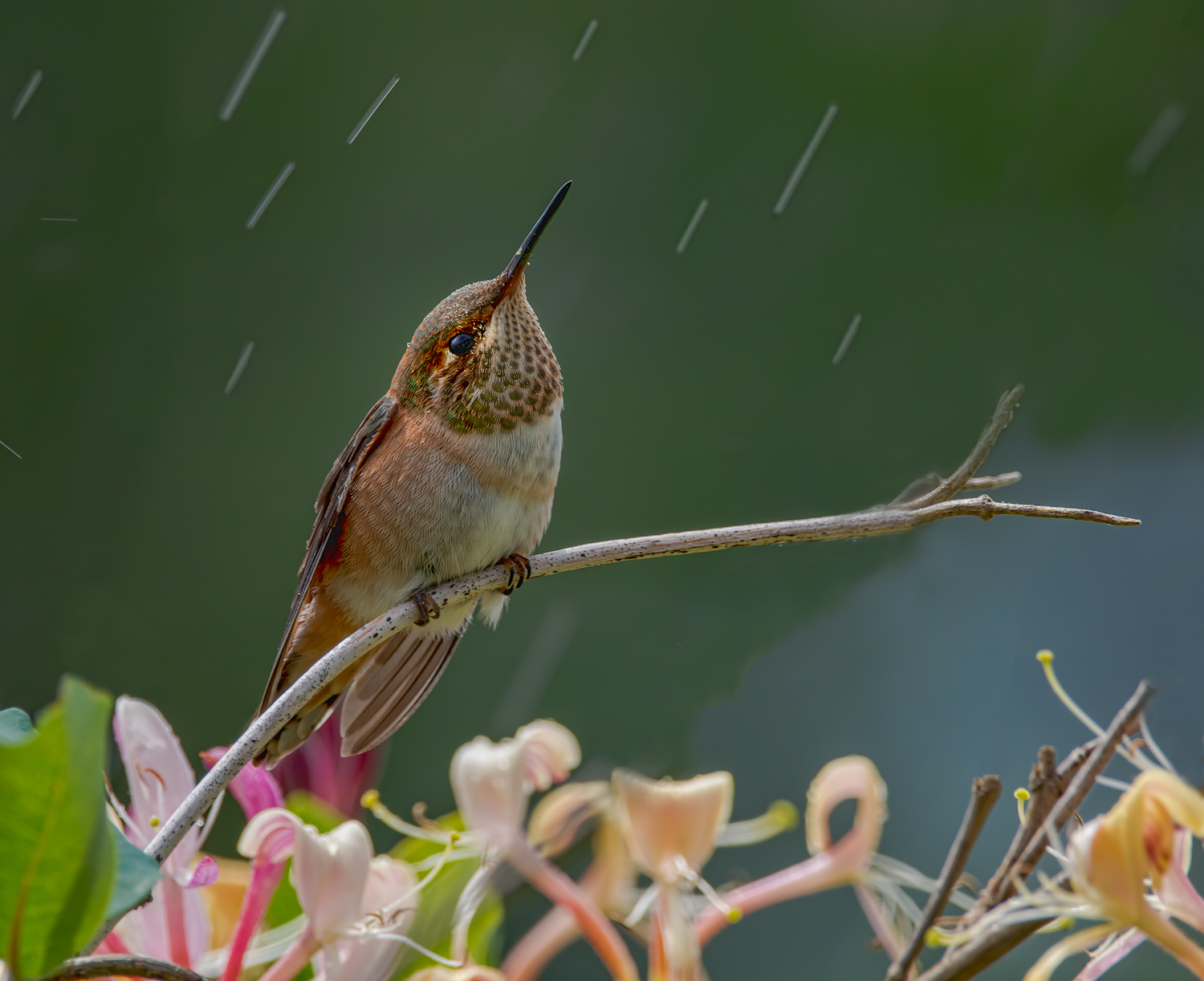 Rainfall angle Guage
