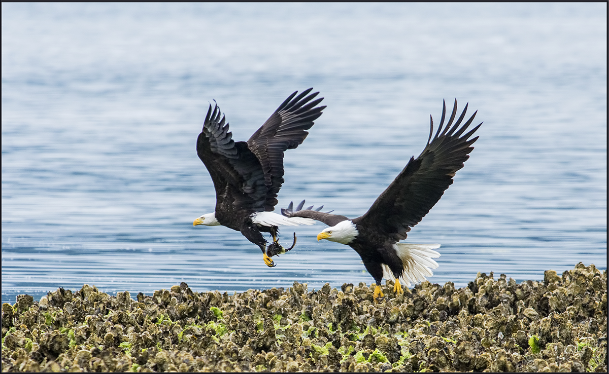 Hood Canal eagles