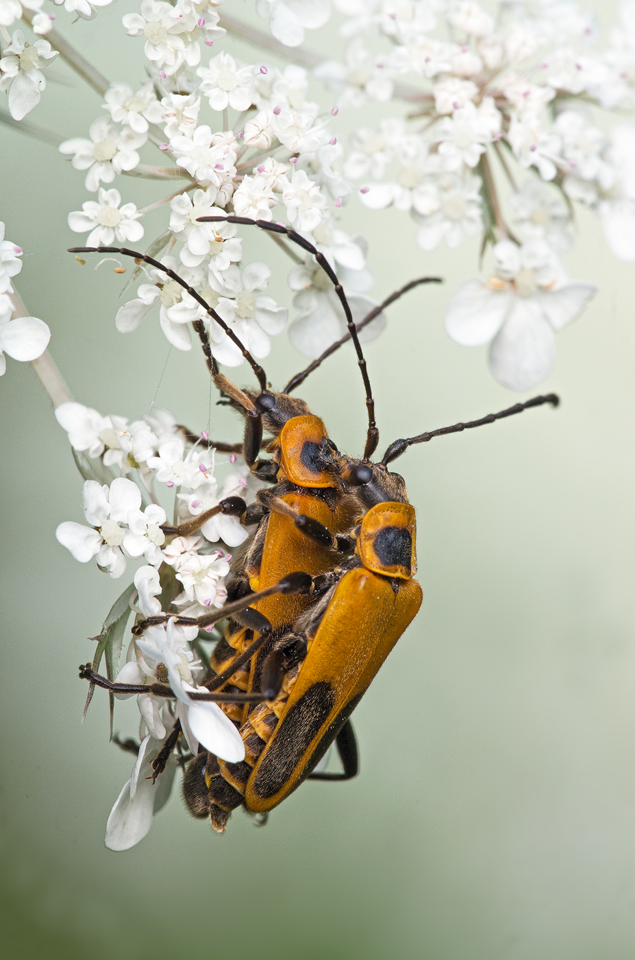 Goldenrod Soldier Beetles