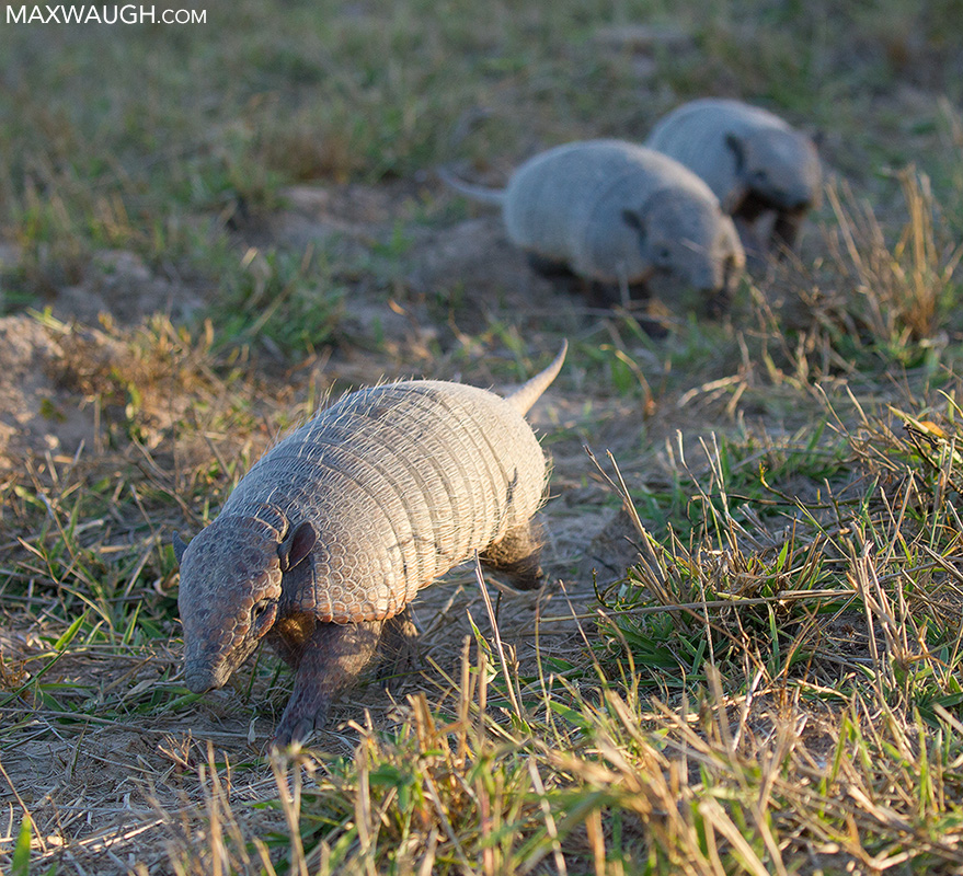 Armadillo Chase