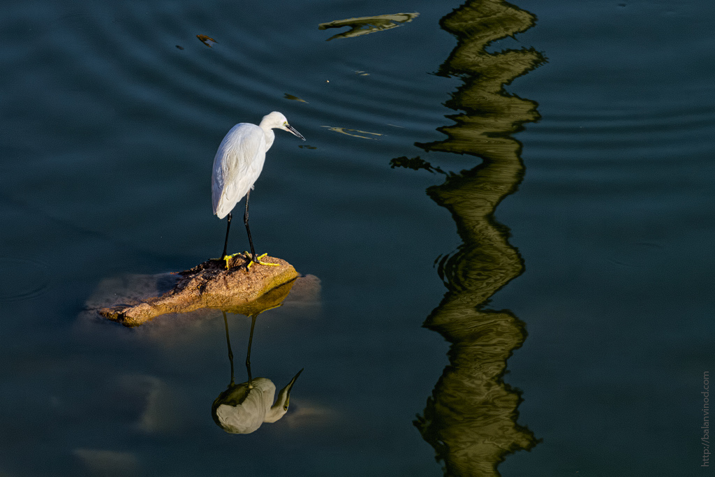 Egret-Scape